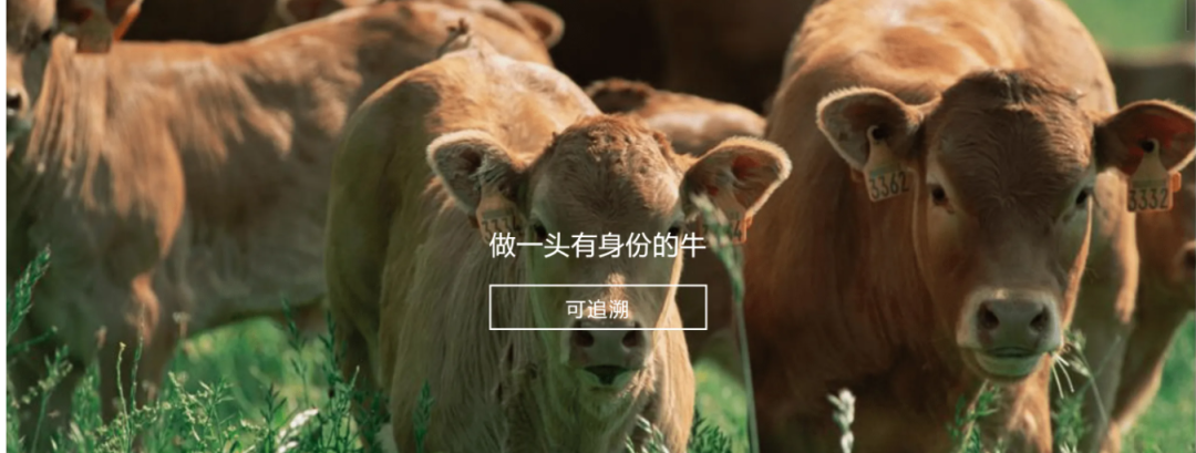 万搏体育参与制定《牛肉追溯技术规程》国家标准 助力牛肉产品“从产地到餐桌”追溯管理上行快车道